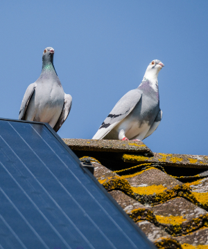 Bird Proofing services